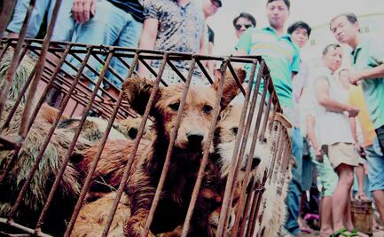 En China venden carne de perro pese a oposición del Gobierno