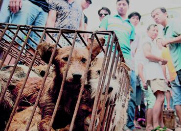 En China venden carne de perro pese a oposición del Gobierno