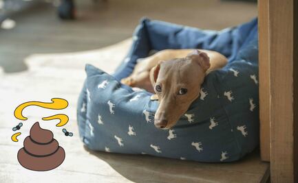 5 tips para enseñar a tu perro a ir al baño