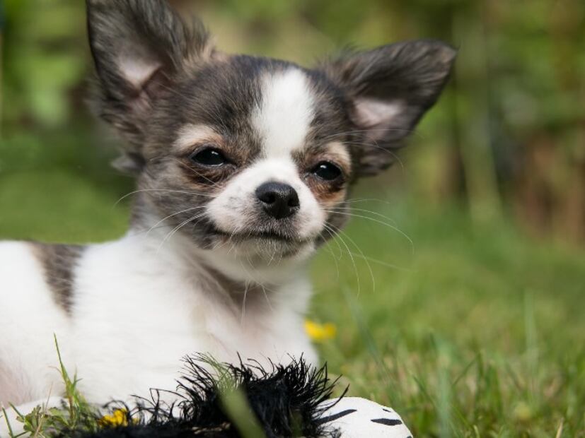 Estas son las razas de perros más populares en cada país del mundo