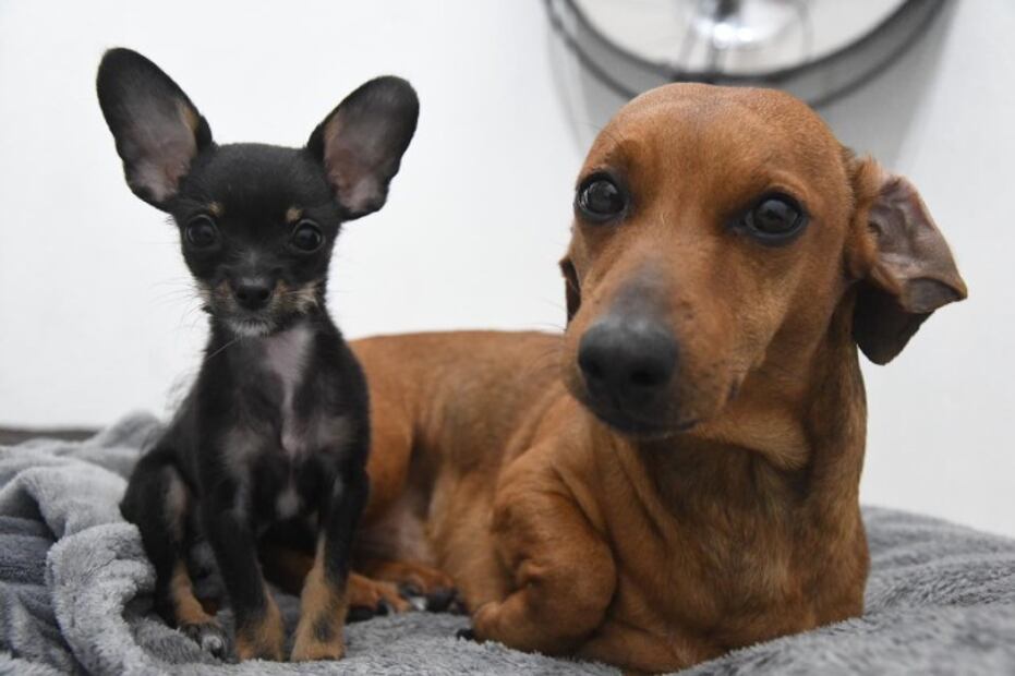 RUAC: Lanzan CURP para registrar mascotas en la CDMX