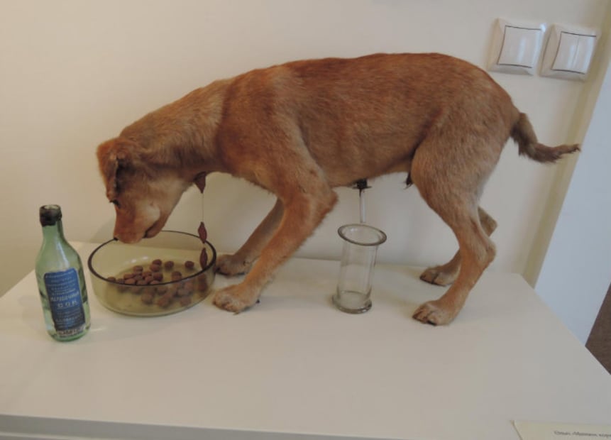 ¿De dónde viene la frase “como perro de Pávlov”?