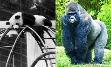 10 datos que todo “chilango” debe conocer del Zoológico de Chapultepec