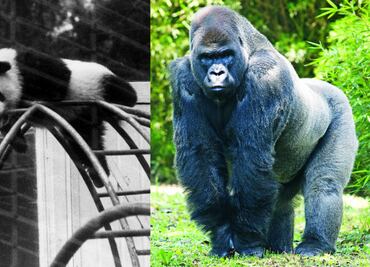 10 datos que todo “chilango” debe conocer del Zoológico de Chapultepec