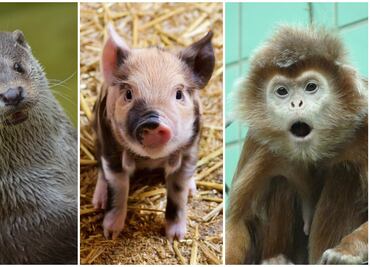 ¿30 años y vives con tus padres? 10 animales que son más independientes que tú