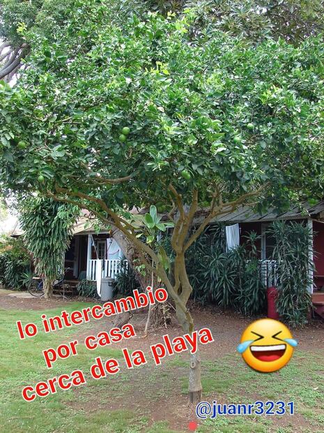 ¡A 70 el kilo de limón! Los 10 mejores memes del aumento de precio 