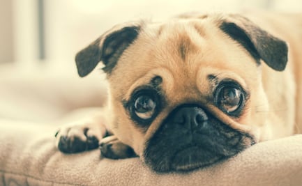 Aumentan intoxicaciones en mascotas con productos de limpieza