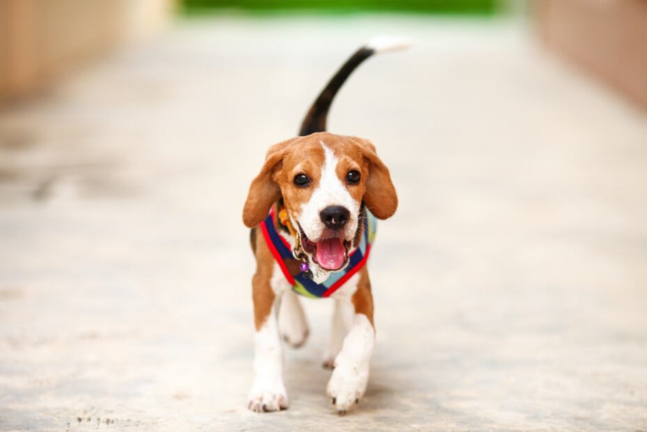 Las 10 mejores razas de perros