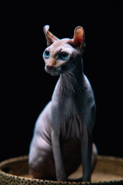 Las 5 razas de gatos sin pelo que existen 