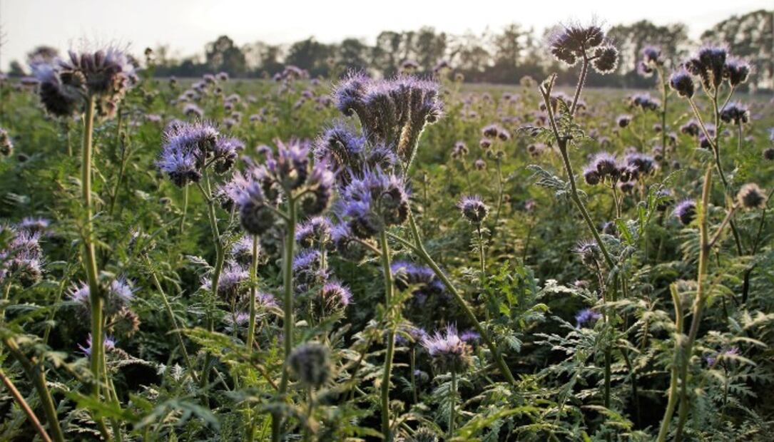 10 plantas para ahuyentar a los molestos mosquitos