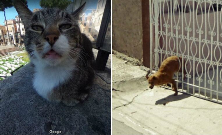 10 fotos de animales en momentos incómodos cortesía de Google Street ...