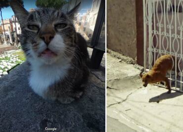 10 fotos de animales en momentos incómodos cortesía de Google Street View