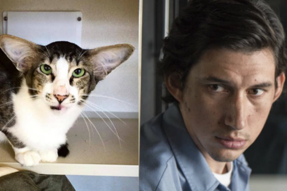 Foto: Twitter @MarciRobin / AP