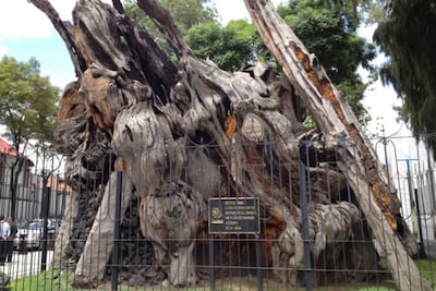 El Árbol de la Noche Triste, entre el olvido y la gloria indígena