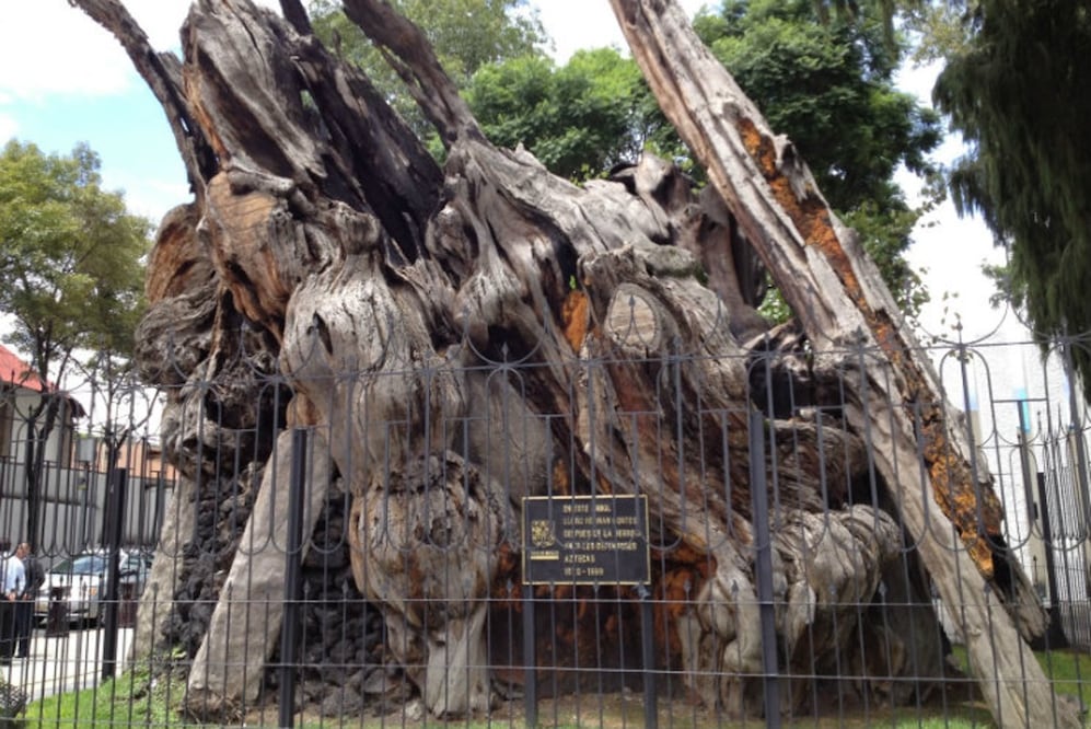 Foto: De10.mx/ Estephanie Gutiérrez