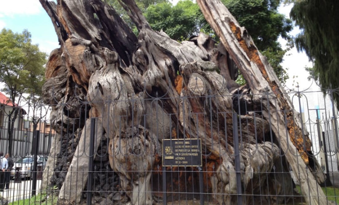 Foto: De10.mx/ Estephanie Gutiérrez