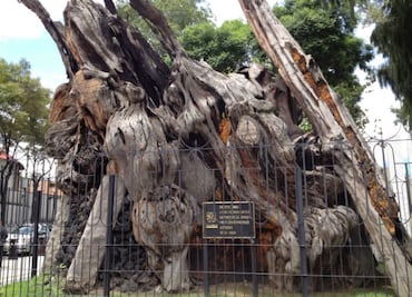 El Árbol de la Noche Triste, entre el olvido y la gloria indígena