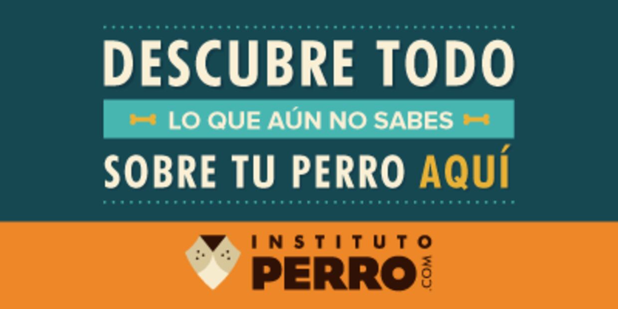 10 perros que no saben jugar a las escondidillas