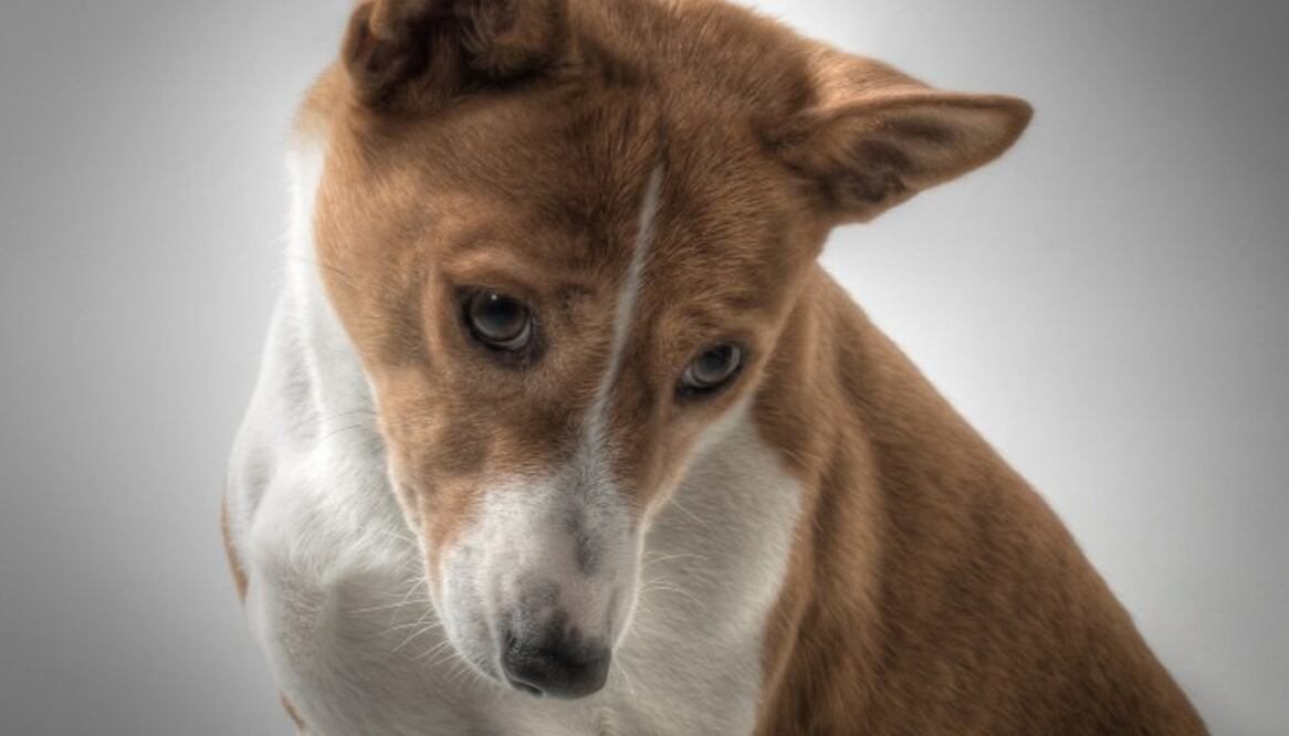 Su ladrido parece una risa dulce de forma que no es tan alto como un ladrido normal. Además tiene buen temperamento, lo que lo hace muy relajado.  (Foto: Tommy Takacs en Pixabay)