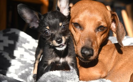 Conoce las diferencias entre los perros de raza pequeña, mediana, grande y gigante
