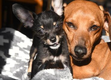 Conoce las diferencias entre los perros de raza pequeña, mediana, grande y gigante