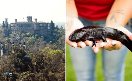 Las 20 cosas maravillosas que solo México posee