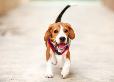 Las 5 razas de perros que menos ladran