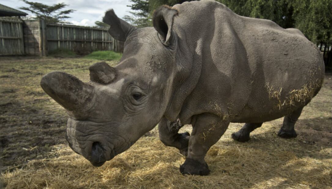 5 países que permiten la brutal caza de animales