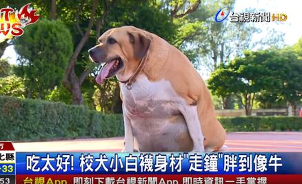 Un perro guardián al que todos querían alimentar y ahora pesa ¡50 kilos!