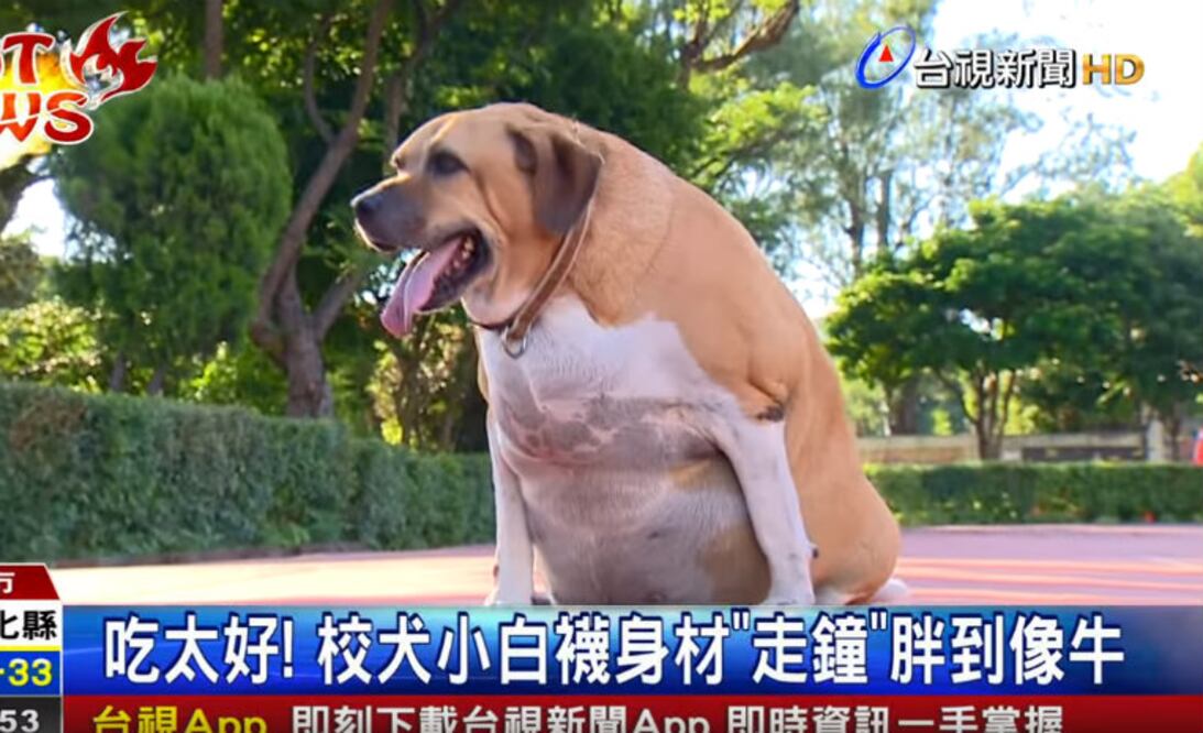 Foto: Youtube @TTV News