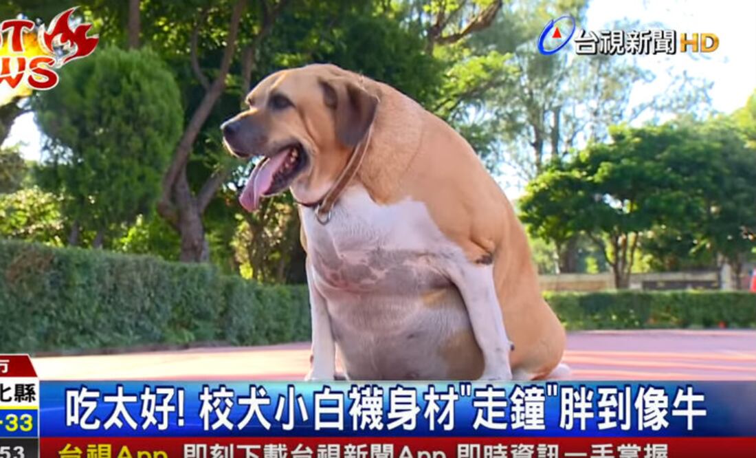 Foto: Youtube @TTV News