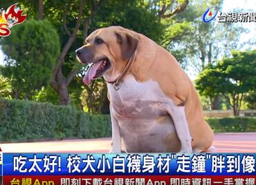 Un perro guardián al que todos querían alimentar y ahora pesa ¡50 kilos!