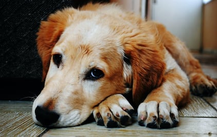 Kim Jong-un prohíbe las mascotas en Corea del Norte