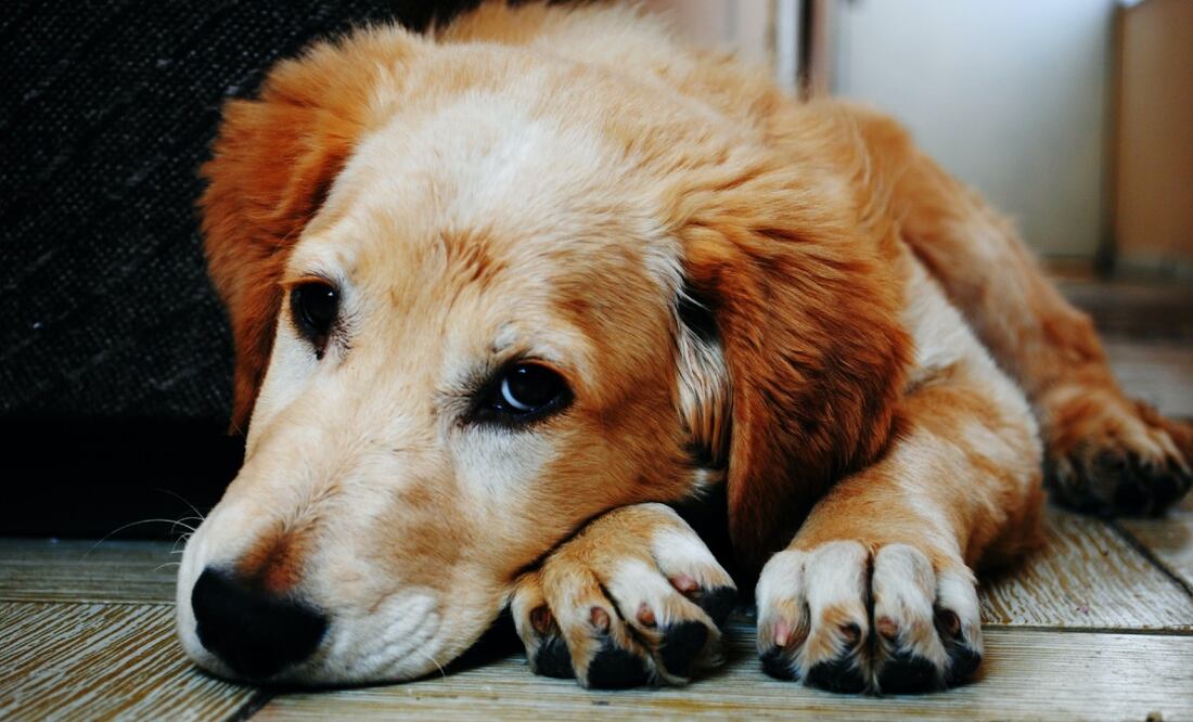 Foto de Bruno Cervera en Pexels