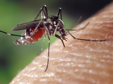 10 plantas para ahuyentar a los molestos mosquitos
