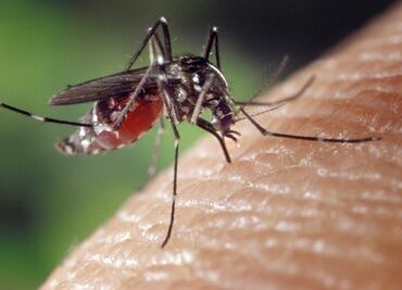 10 plantas para ahuyentar a los molestos mosquitos