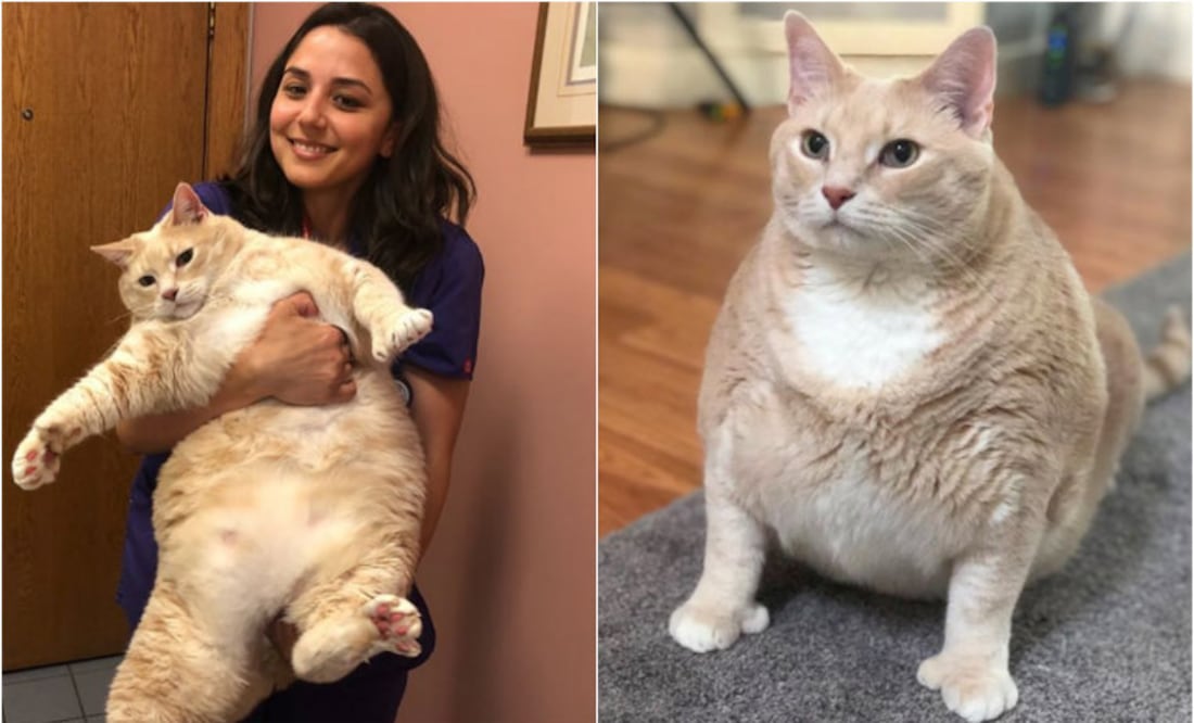 Foto: @iambronsoncat