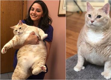 Bronson, el caso de un gato adorable que sufre obesidad