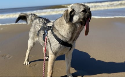 Esta perrita perdió su hocico en un accidente, pero ahora vive feliz