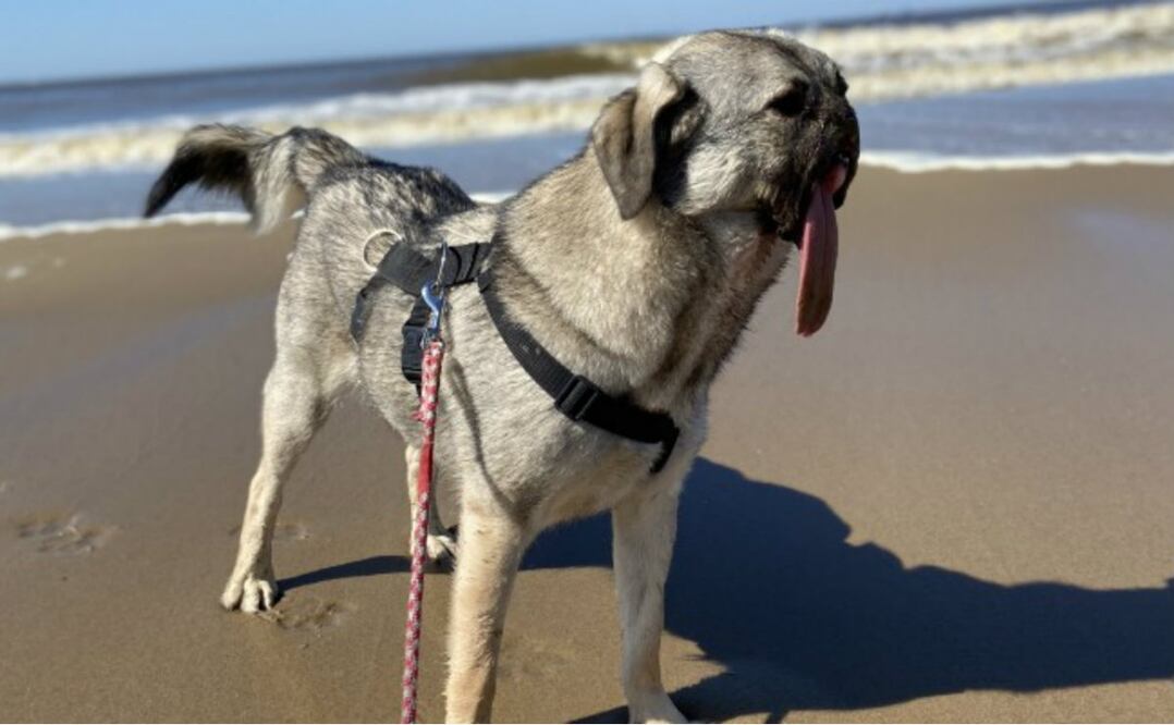 Foto: 2020 moacalife