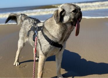 Esta perrita perdió su hocico en un accidente, pero ahora vive feliz