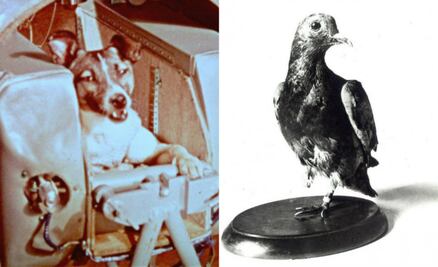 10 animales que han sido protagonistas en la historia de la humanidad 