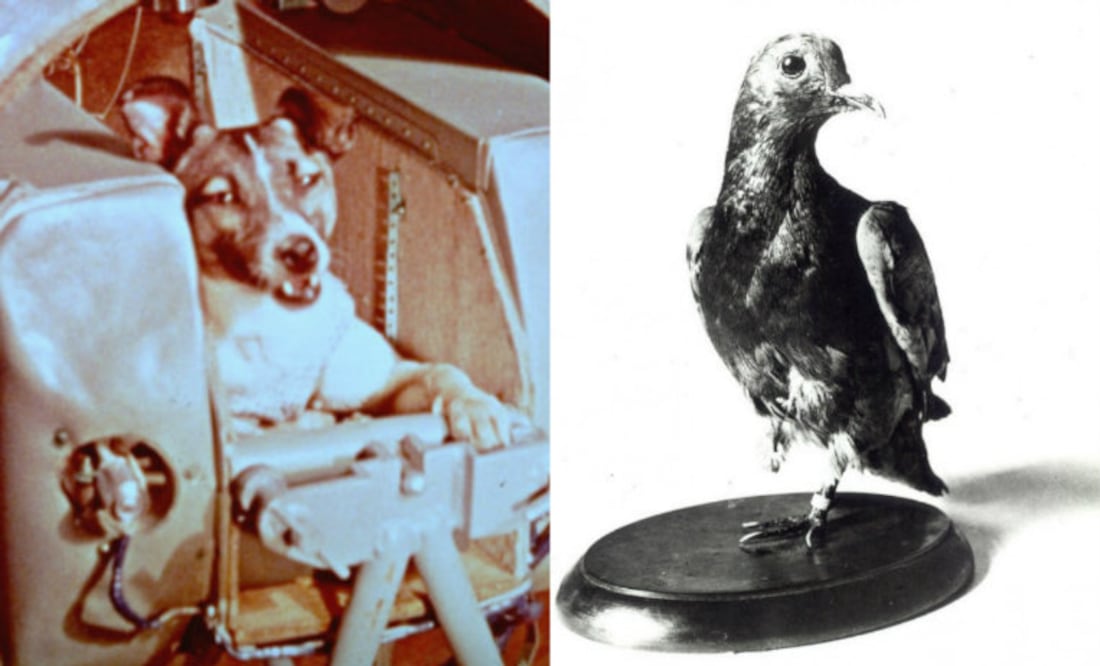 Fotos: AP/Wikimedia Commons