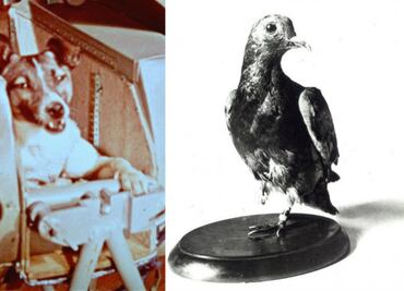 10 animales que han sido protagonistas en la historia de la humanidad