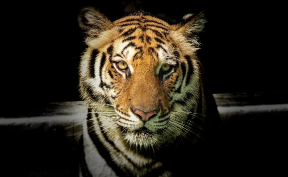 5 animales que han dado positivo a coronavirus