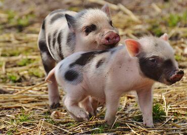 UNAM: ¿Por qué NO es recomendable tener un mini pig como mascota?