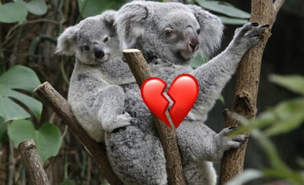 ¿Adiós a los koalas? Los declaran “funcionalmente extintos”