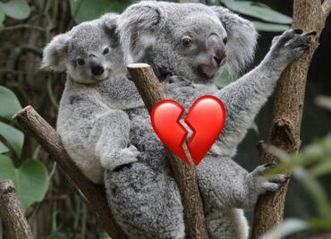 ¿Adiós a los koalas? Los declaran “funcionalmente extintos”