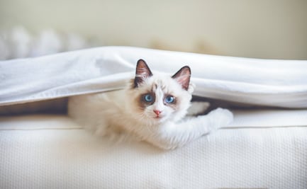 8 motivos para tener a un gato como compañía