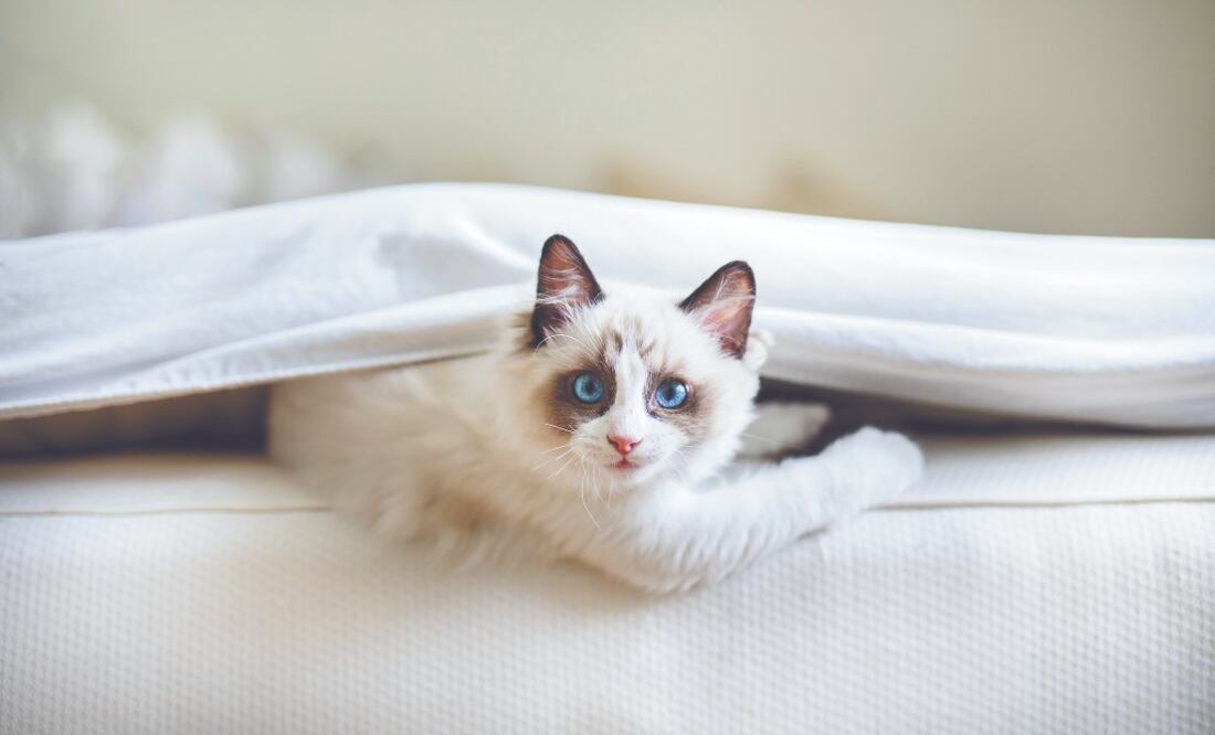 Foto: iStock